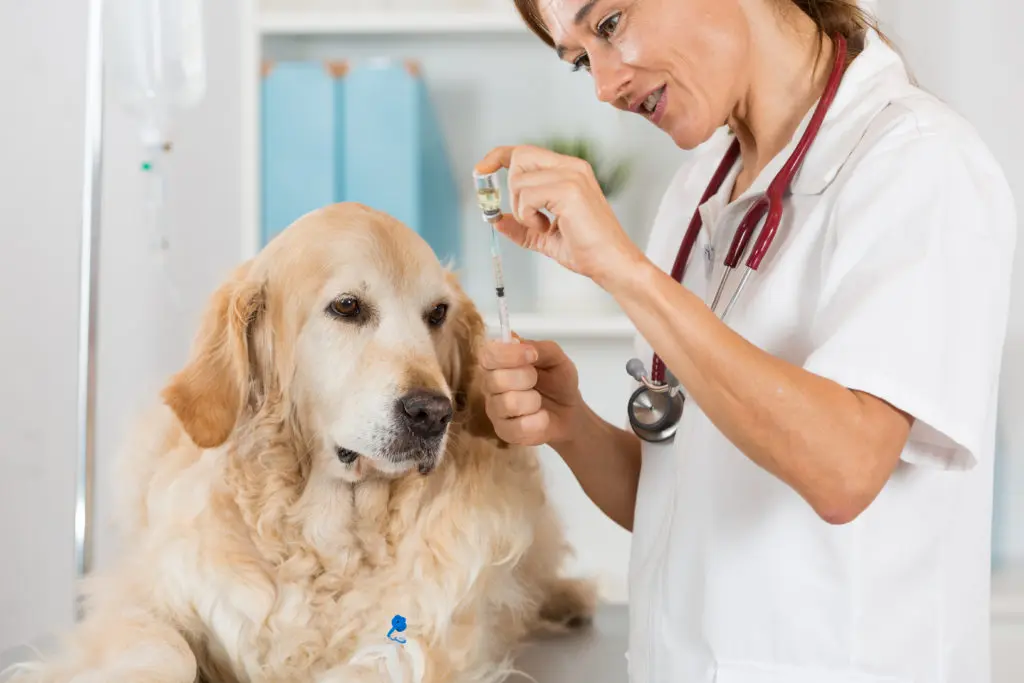 Veterinary placing a catheter via a Golden Retriever in the clinic