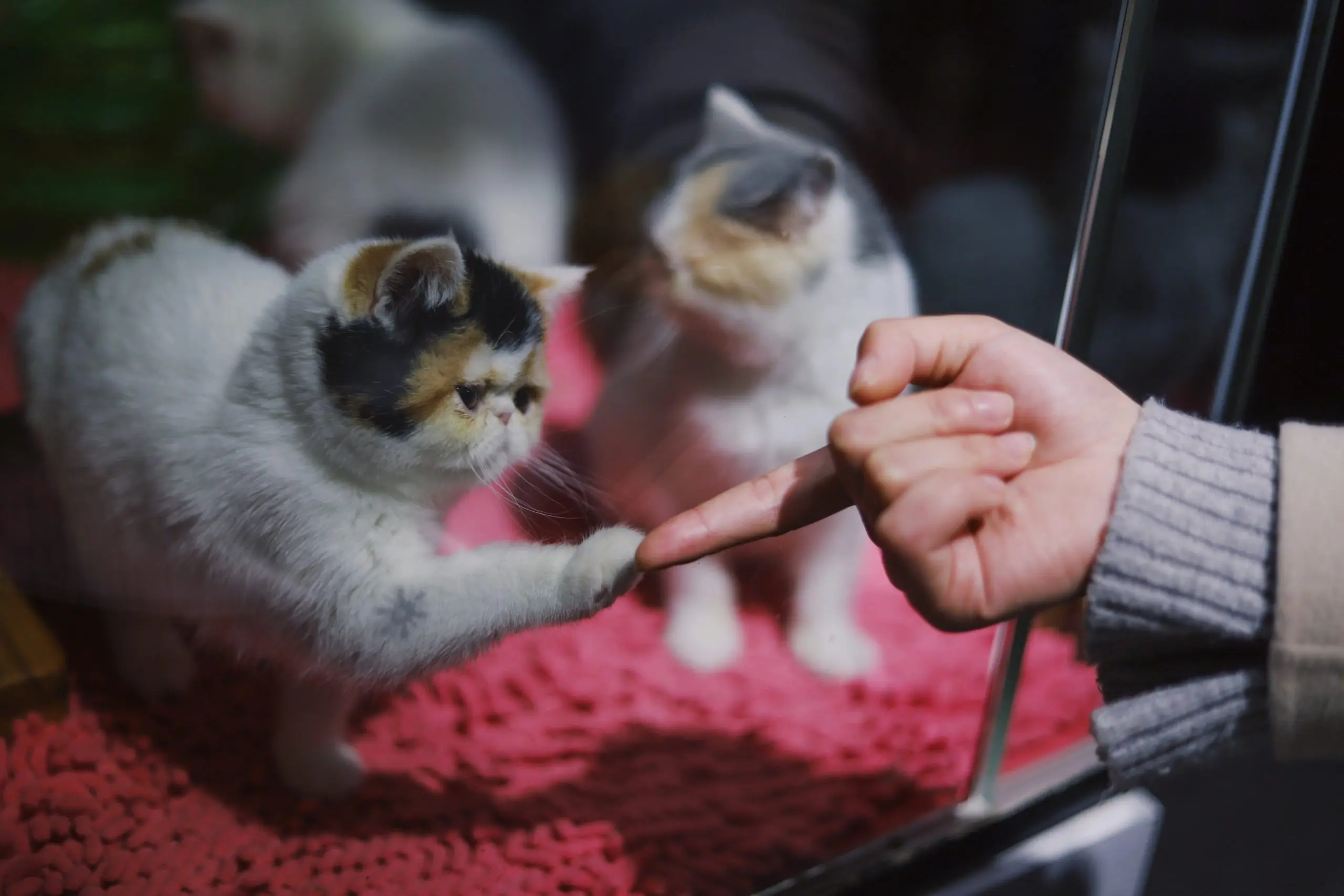 A cat holding  the owners point finger
