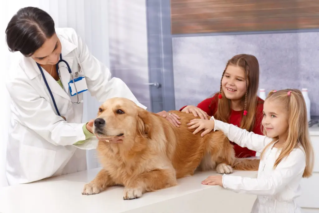 Older dog getting a check up