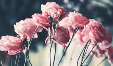 A group of pretty pink flowers