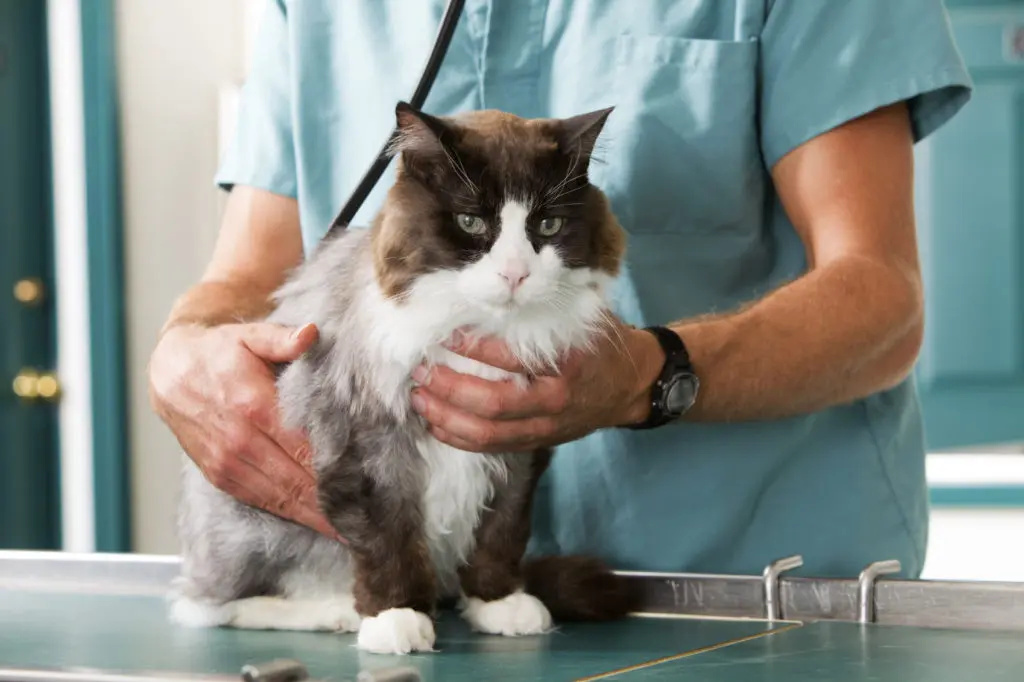 A cat having a check-up at a small animal vet clinic