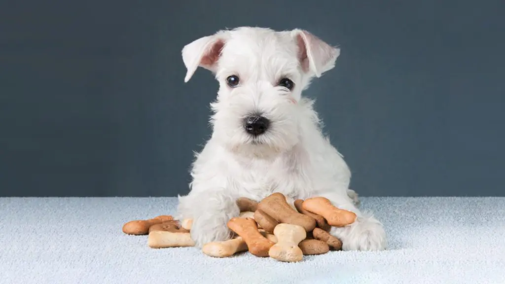 Little schnauzer puppy with dog biscuits bones