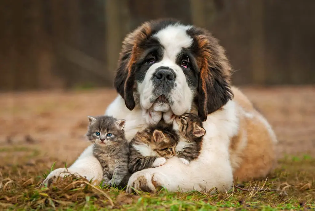 Large dog cuddling kittens