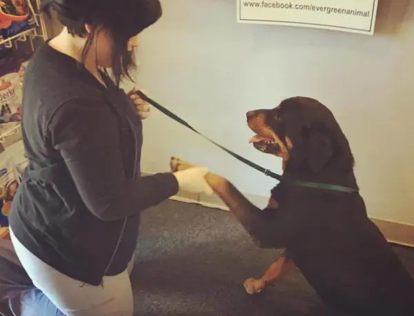 Woman holding a dogs paw