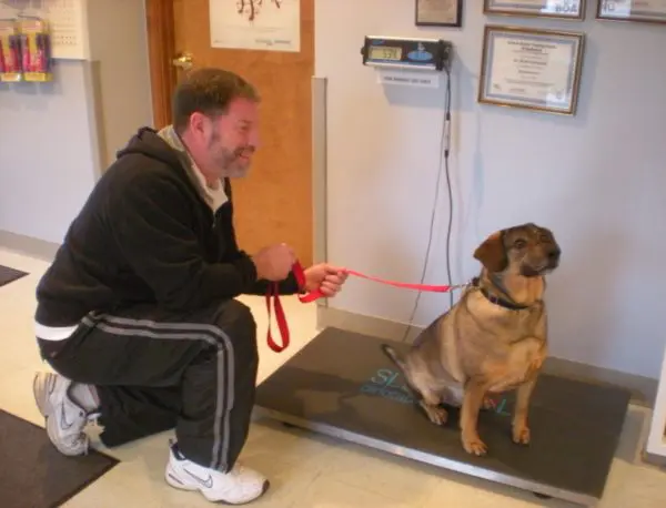 Dog owner holding his dog on a weighing scale