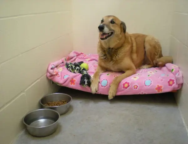 Happy dog sitting in bed