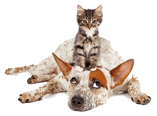 The cat is on the Dogs head