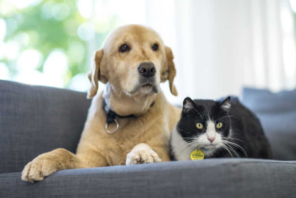 A young golden retriever dog and a black and white domestic cat are lying on a sofa in the living room.