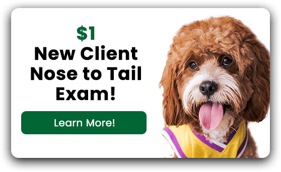 New Client Nose to Tail Exam