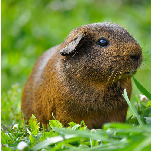 Brown guinea pic on a grassy lawn