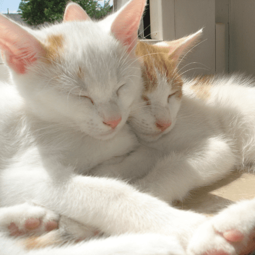 Two white cats with brown ears
