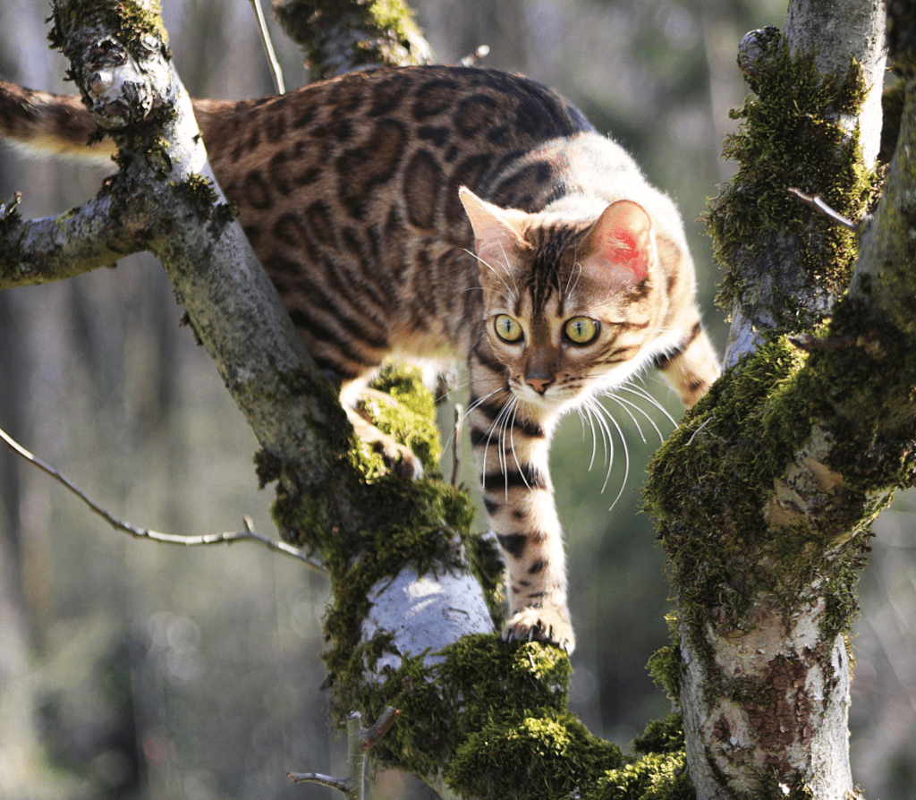 Bengal cat using strong legs in a tree
