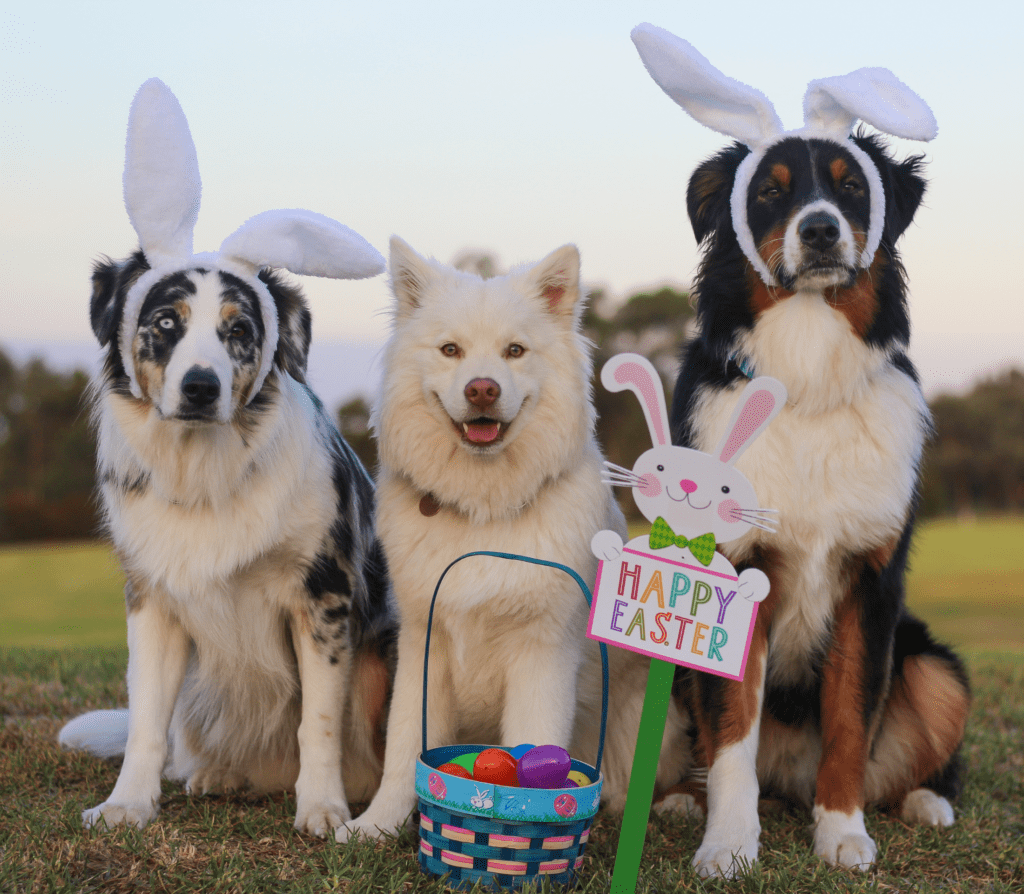 Three adult hairy dogs with bunny ears and basket