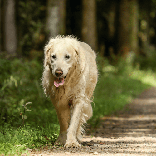 Dirty white old dog walking on a road