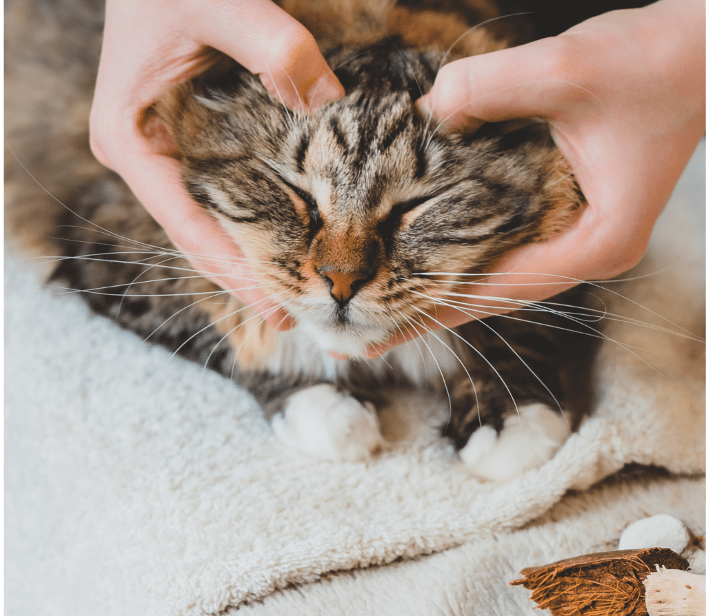 Brown tabby cat with eyes closed by two human hands forming a heart