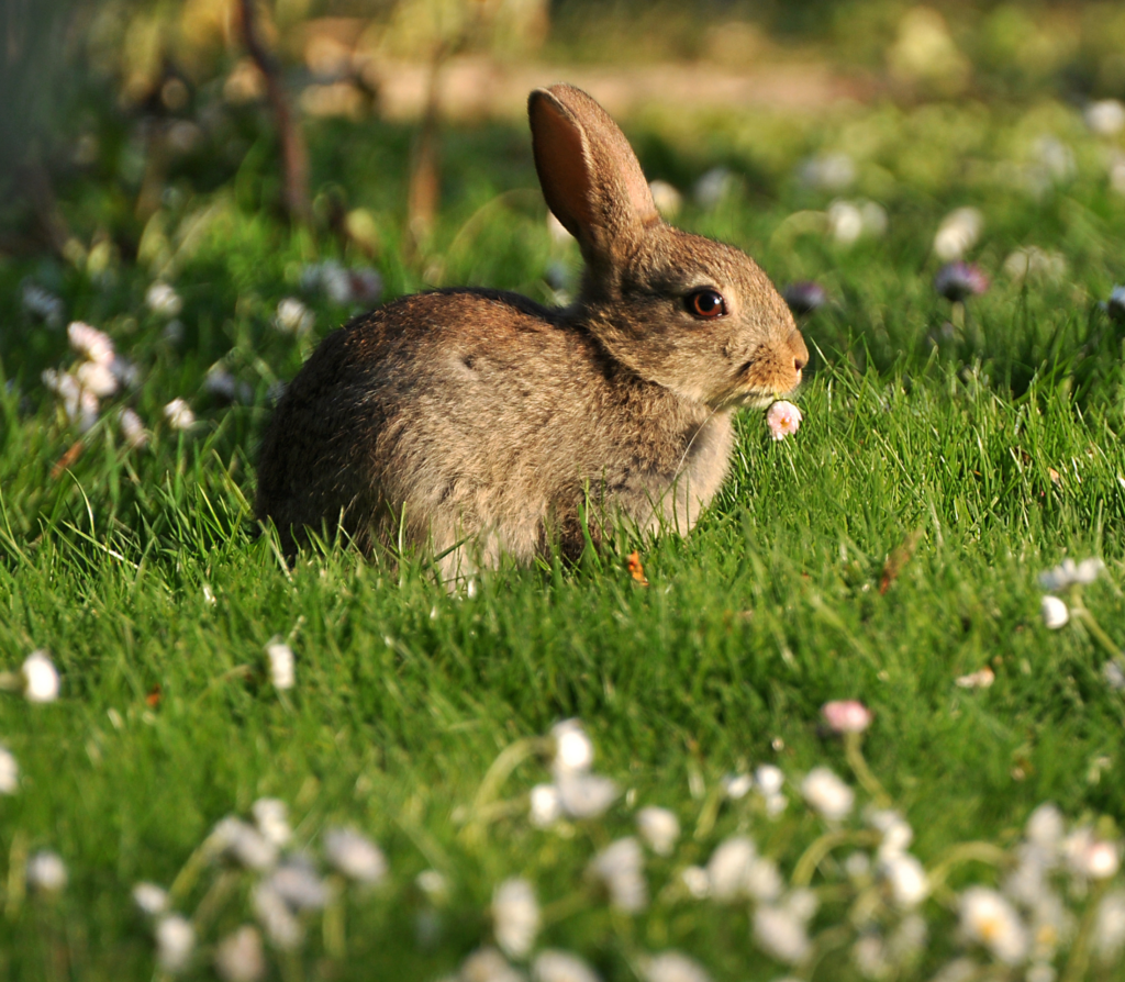 Brown rabbit facing to the right in a grassy field with small white flowers