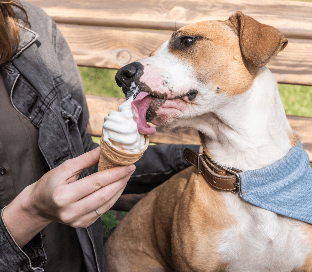Brownish adult dog licks on an icecream on cone