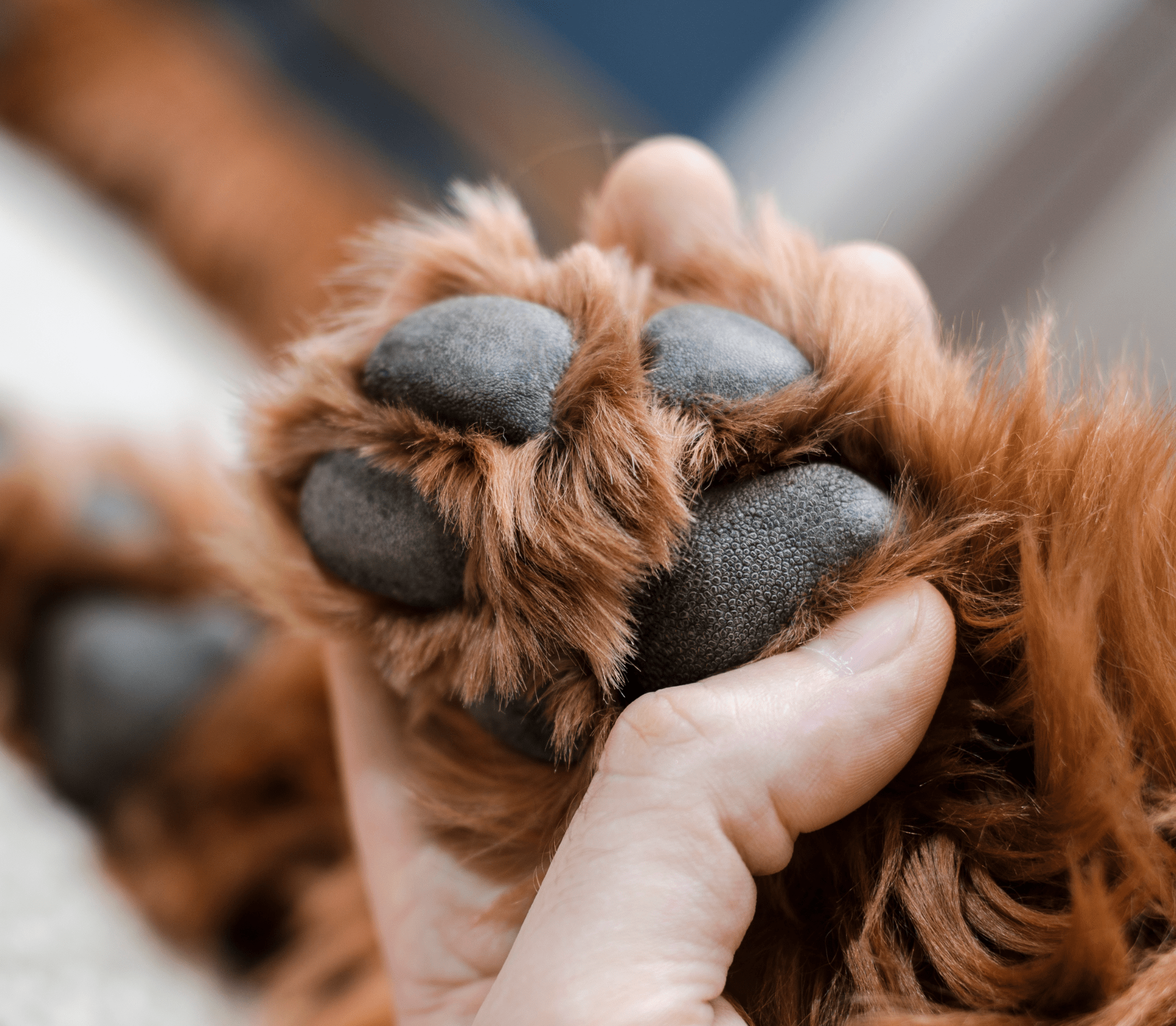 Paw of a brown dog
