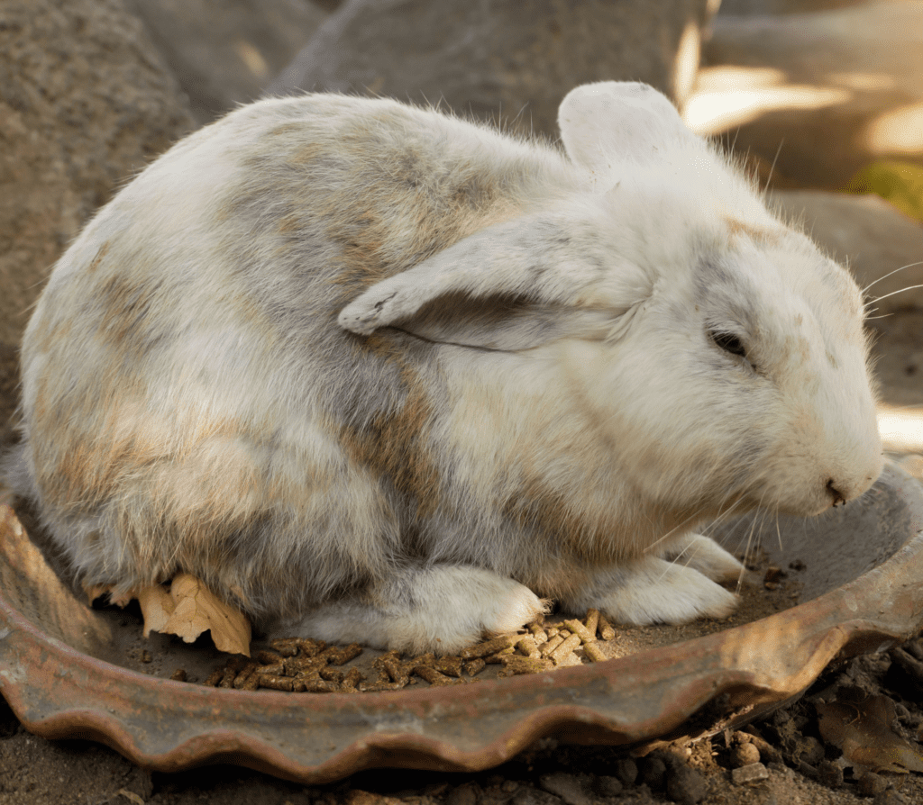 Grayish-white fat bunny sitting on a clay pot