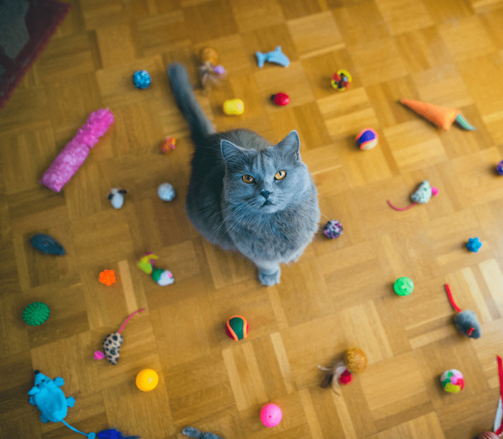 Gray cat surrounded with cat toys