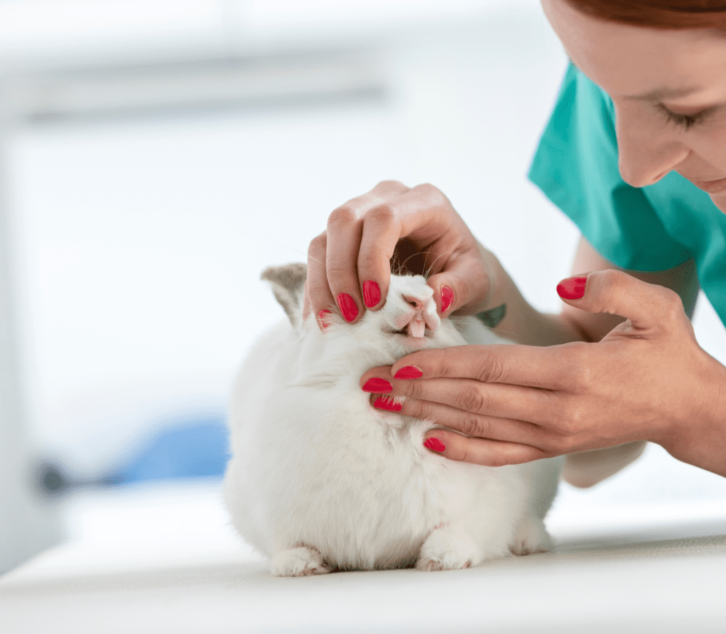 Fat bunny with a lady vet