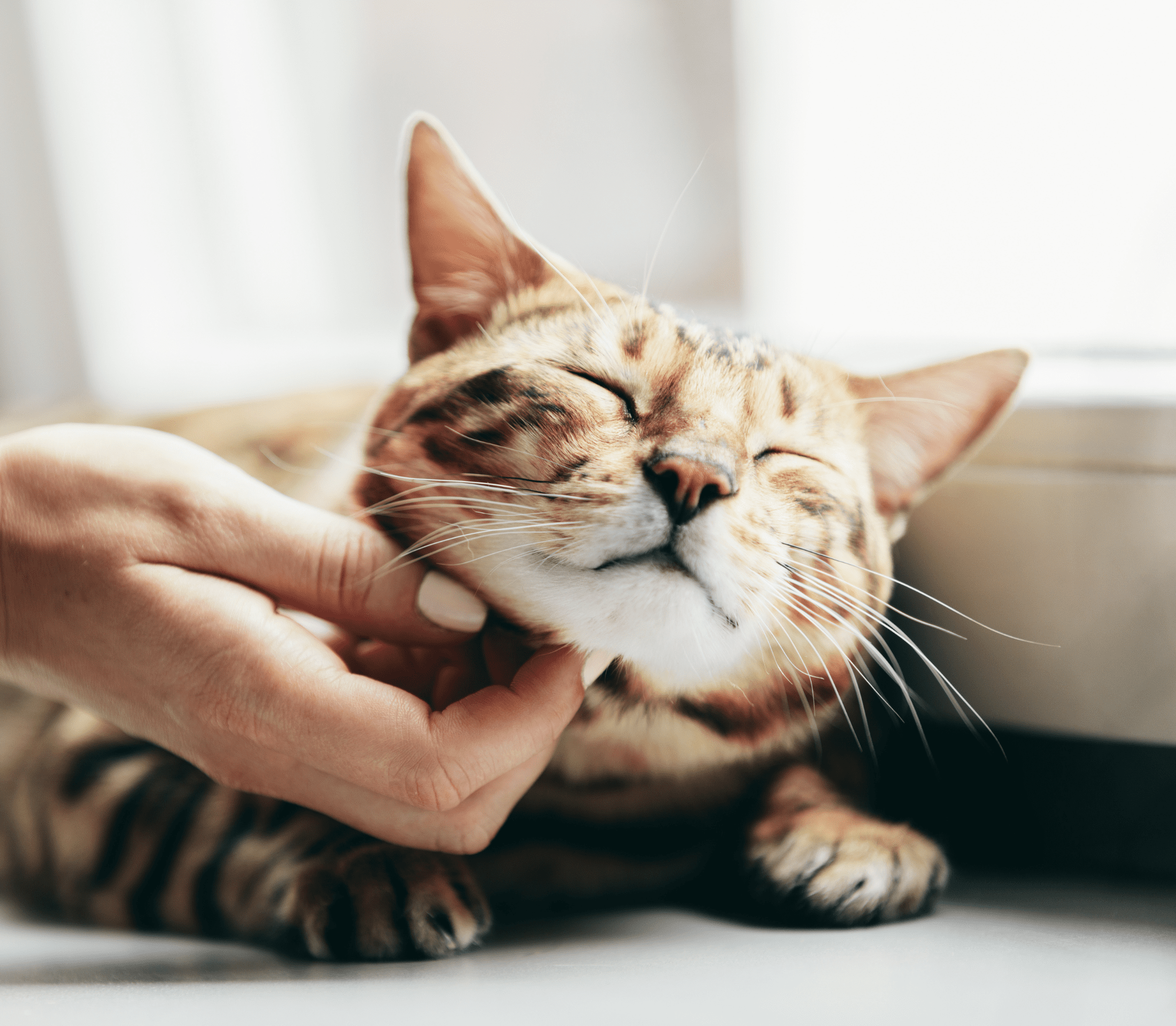 Brownish tabby cat getting a hand rub on the neck