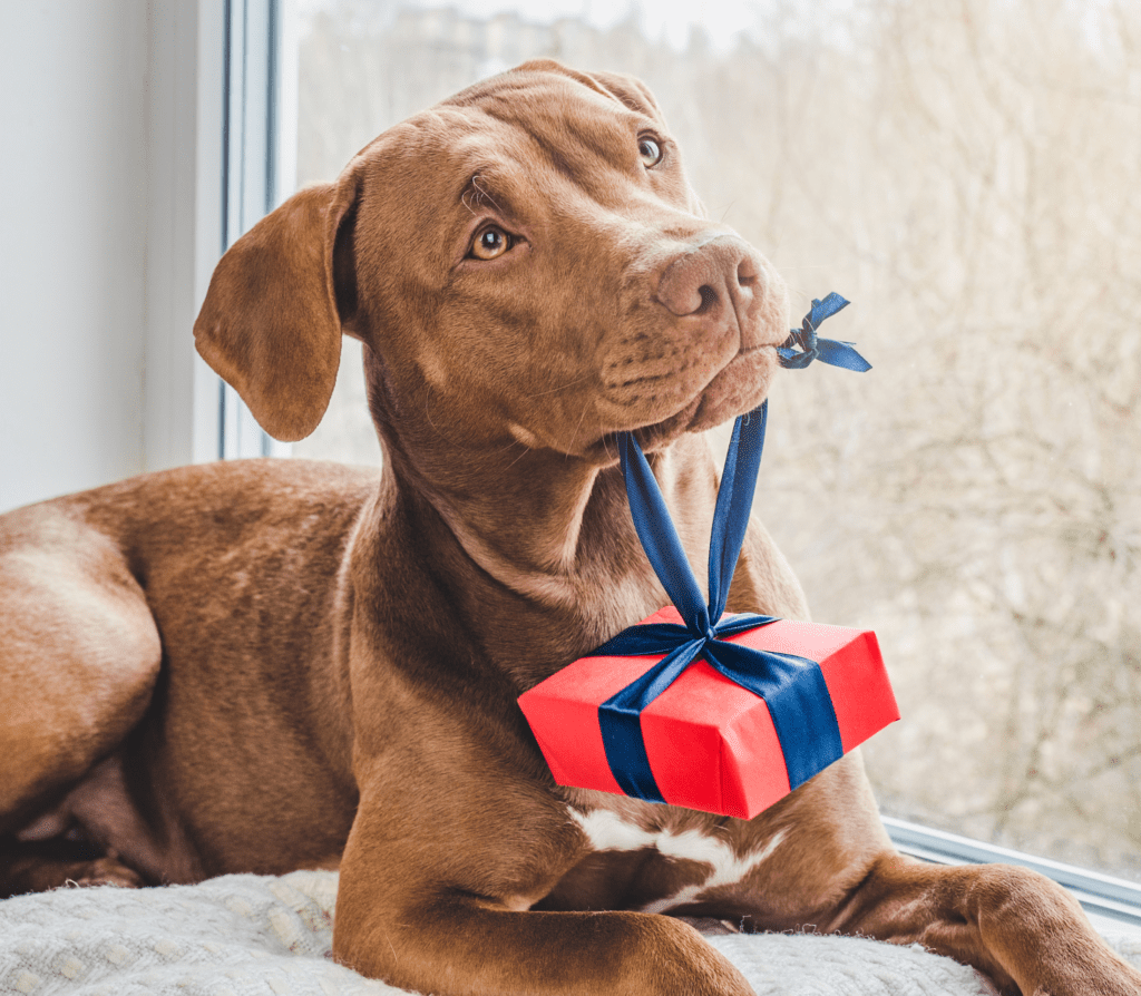 Brown dog with a red gift with blue ribbon