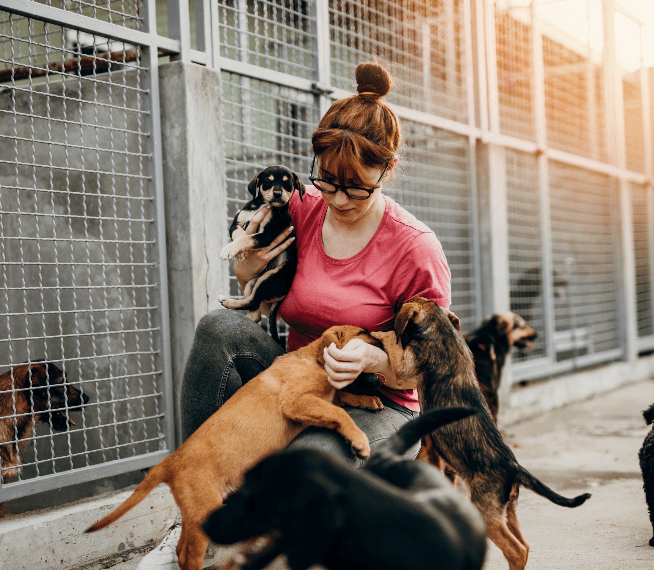 Lady in pink shirt surrounded with shelter dogs