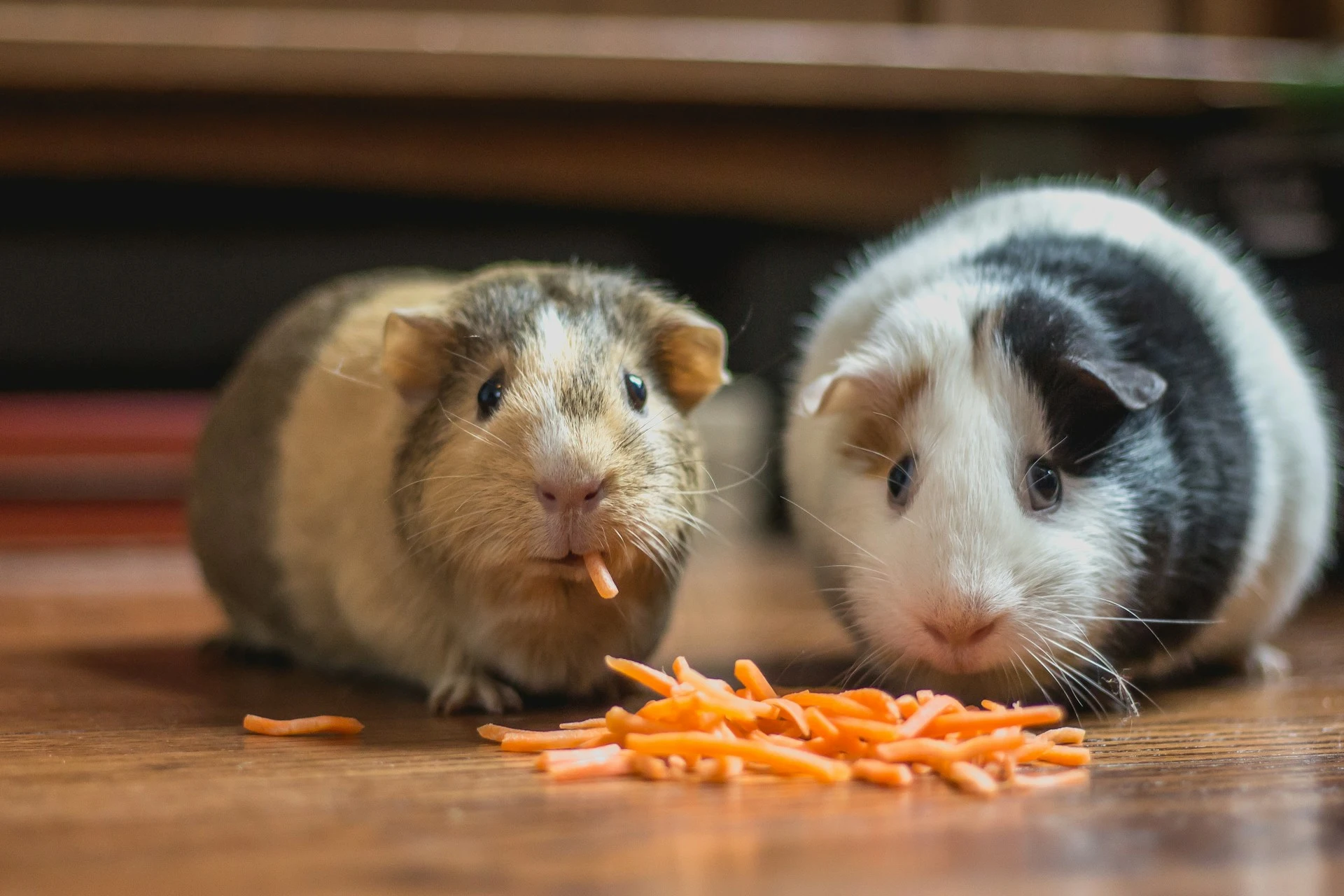 Evergreen Animal Hospital