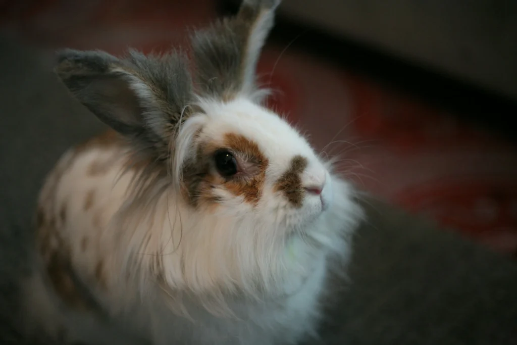A white, brown, and grey rabbit with long fur around its face and perked ears.
