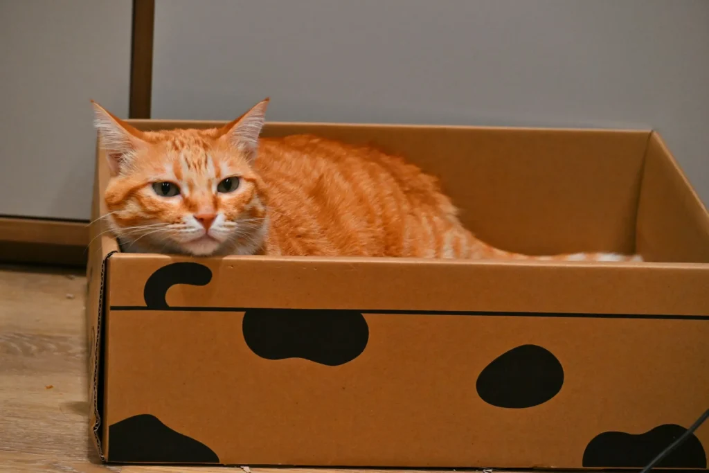 An orange tabby cat with green eyes lounging inside a brown cardboard box with black spots.