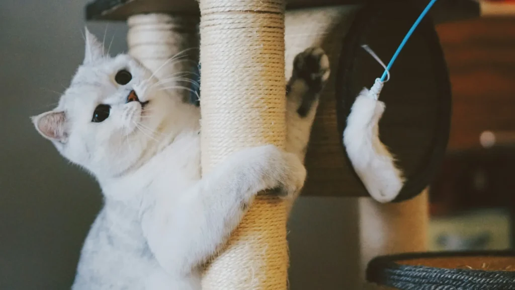 A white cat is playing with a feather toy on a scratching post.