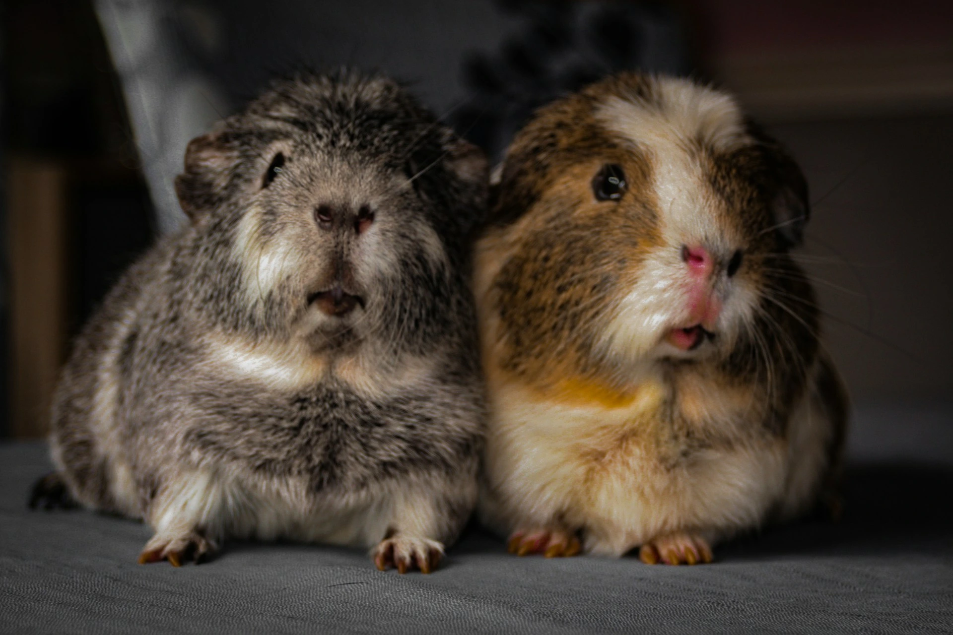 Evergreen Animal Hospital